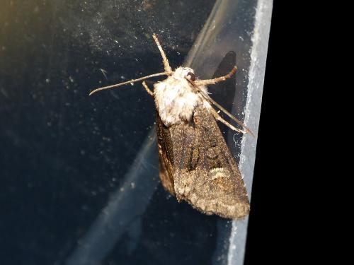 Réf. 221 292 : Brachylomia viminalis